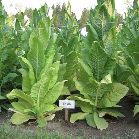 TN 86, Tobacco Seed - Packet image number null